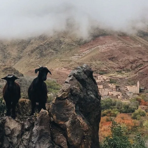 Imlil, Morocco Goats grazing on a High Atlas mountainside
