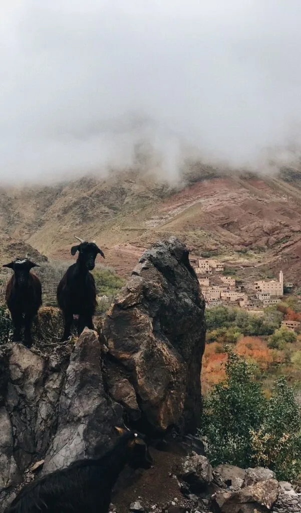 Goats grazing on a High Atlas mountainside