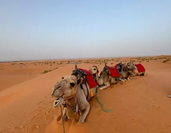 Camel Trekking in Morocco: Everything You Need to Know