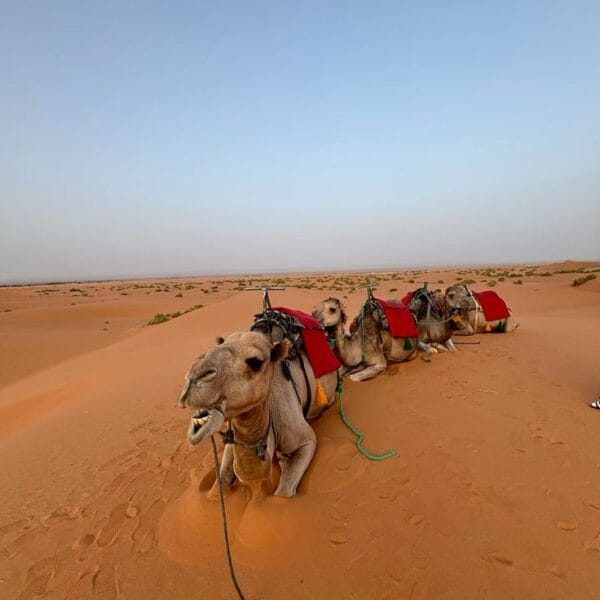 Merzouga, Sahara