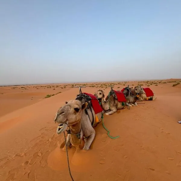 Merzouga, Sahara Camels resting on the dunes of Merzouga
