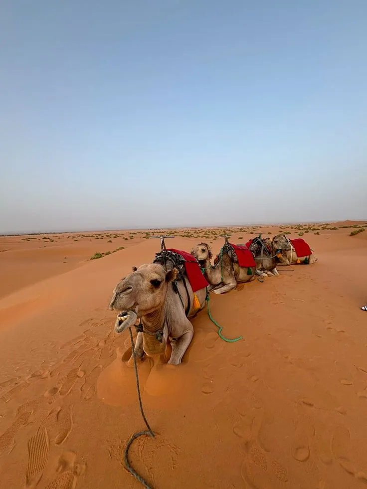 Camels resting on the dunes of Merzouga