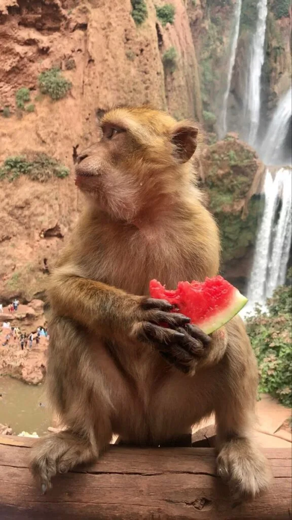 Ouzoud Waterfalls: How to Visit from Marrakech 1 Barbary macaque eating fruit at Ouzoud