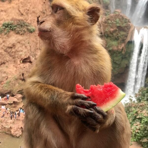 Monkey 🍉