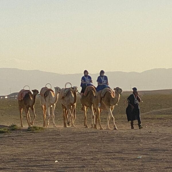 camel group