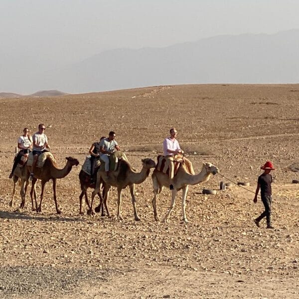 camel group in agafay