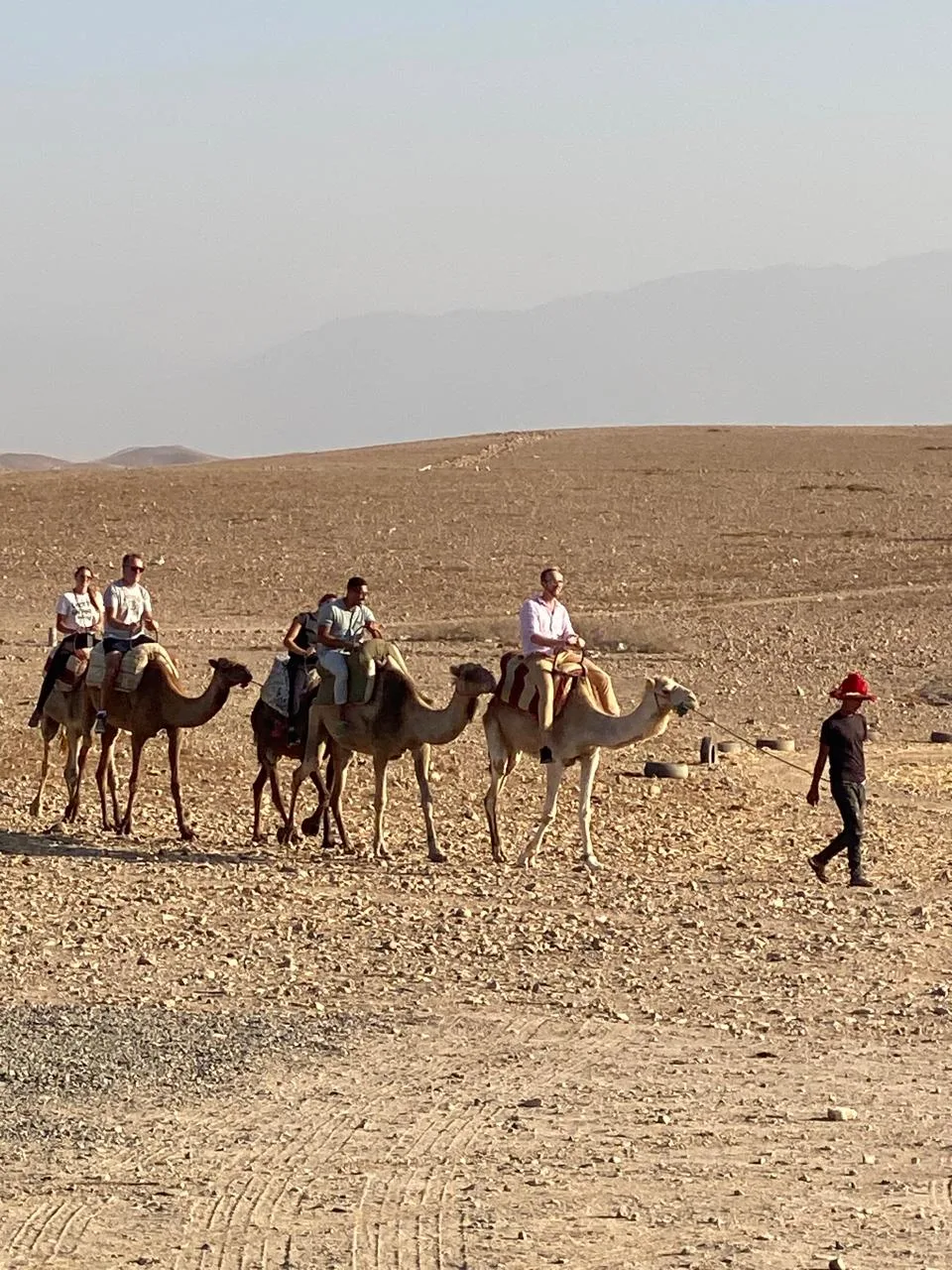 camel group in agafay
