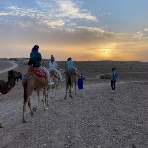 camel and sanset in agafay