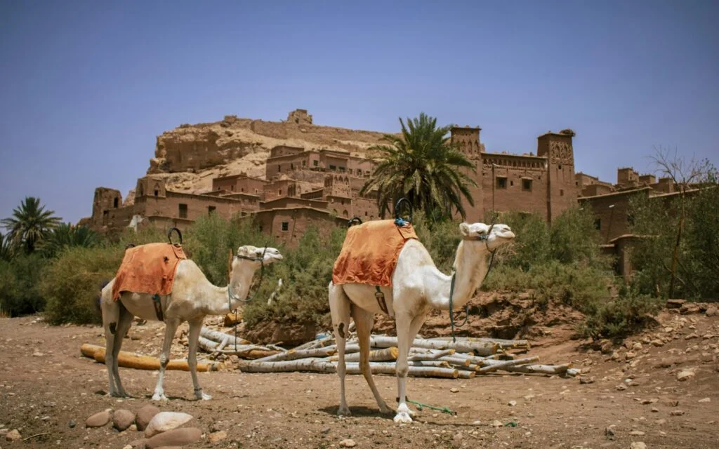 Dromadaires devant le ksar d'Aït Ben Haddou
