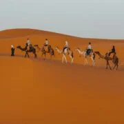 قافلة جمال في صحراء مرزوكة