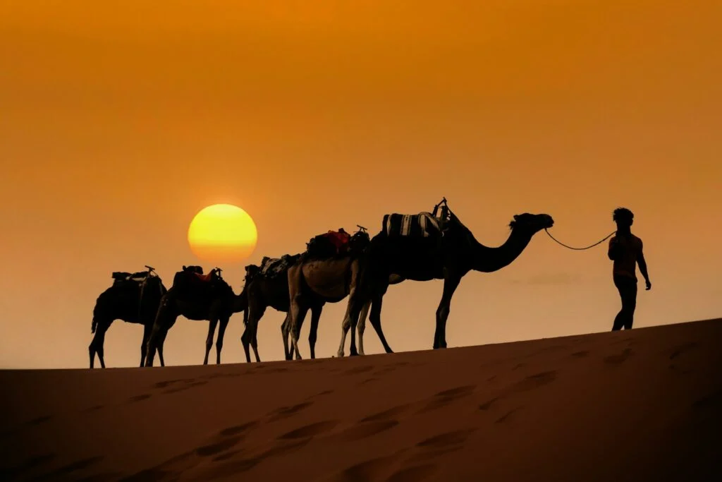 Camel caravan silhouetted at sunset in the Sahara