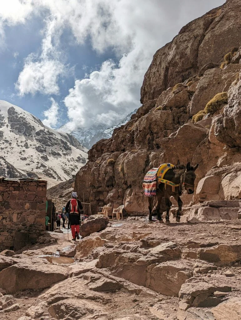 Ascension du Toubkal depuis Marrakech : le Guide Complet 2026 1 Mules sur le sentier du Toubkal