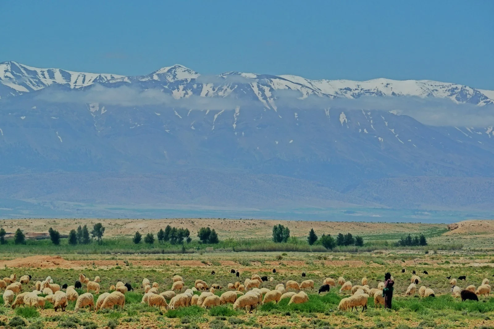 Snow-capped High Atlas seen from the plain Snow-capped High Atlas seen from the plain